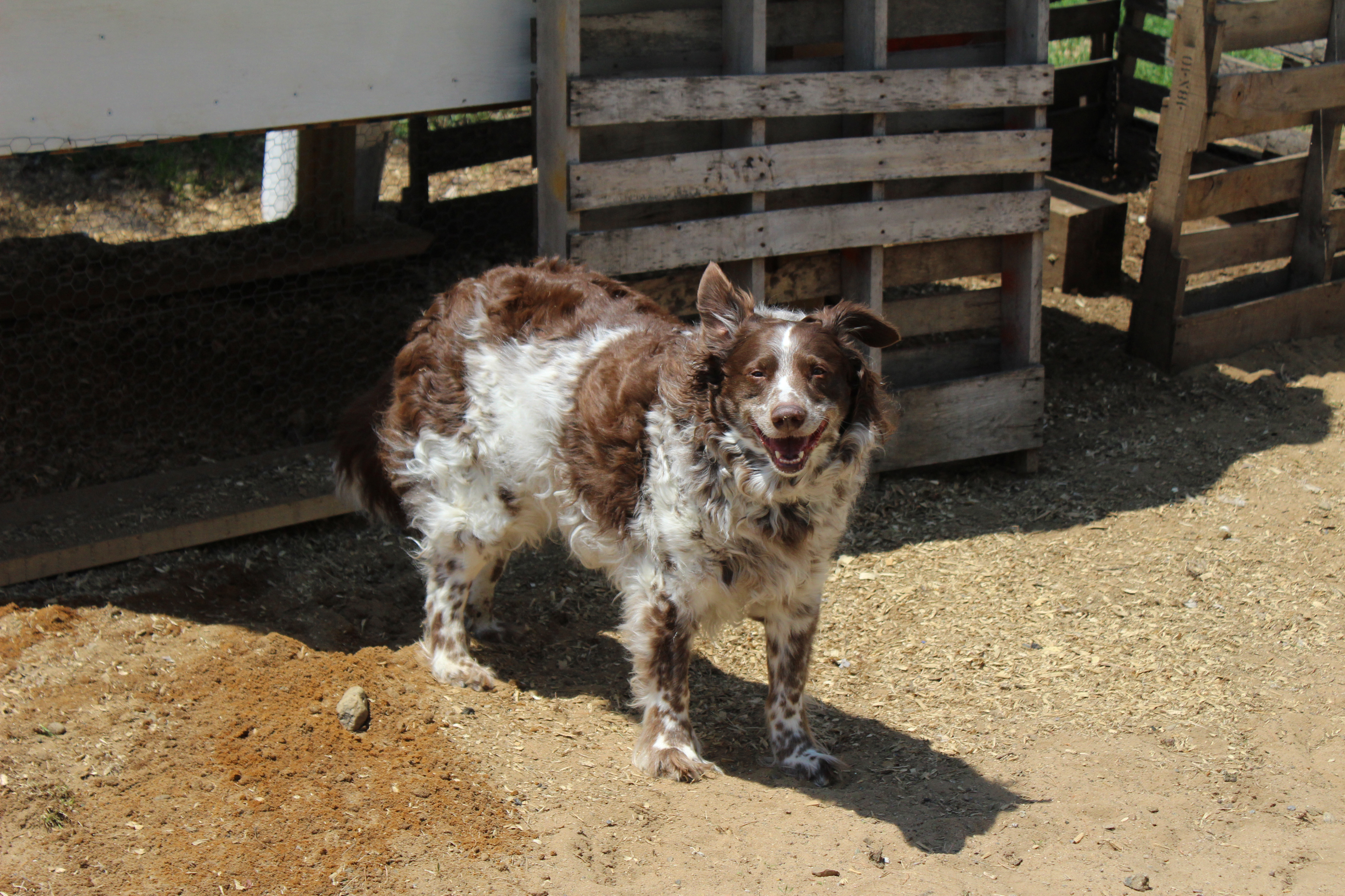Pico the dog, border collie and Austrailian shepherd mix