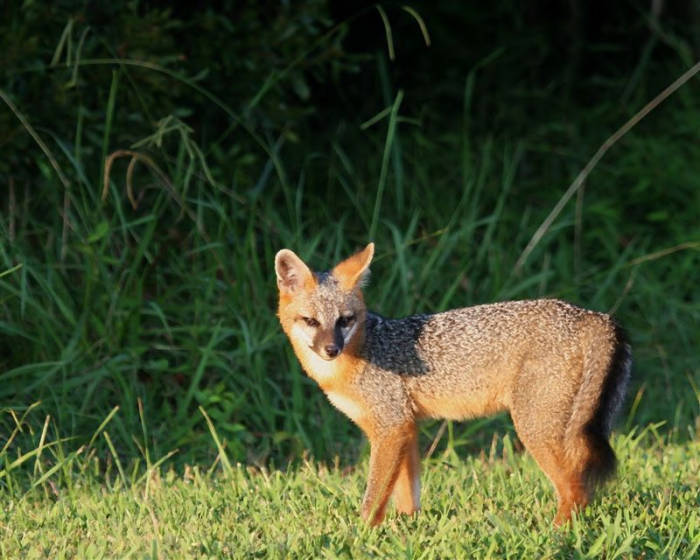 gray fox, courtesy of US Fish and wildlife service