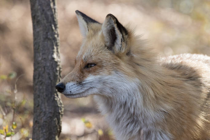 red fox, courtesy of the US Fish and wildlife service