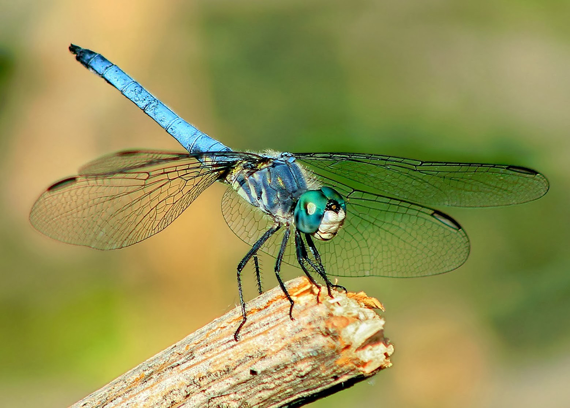 Uploaded Image: /vs-uploads/dragonfly-blog/Blue_Dasher.jpg
