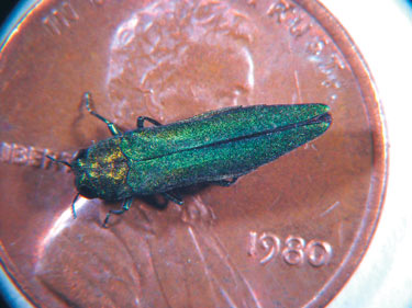 Uploaded Image: /vs-uploads/emerald-ash-borer/Adult_Emerald_Ash_Borer_on_a_penny.jpg