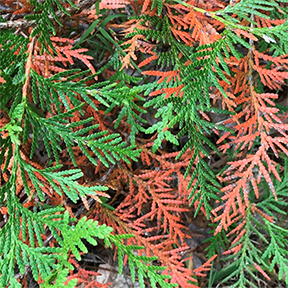 Coniferous Foliage in the Adirondacks