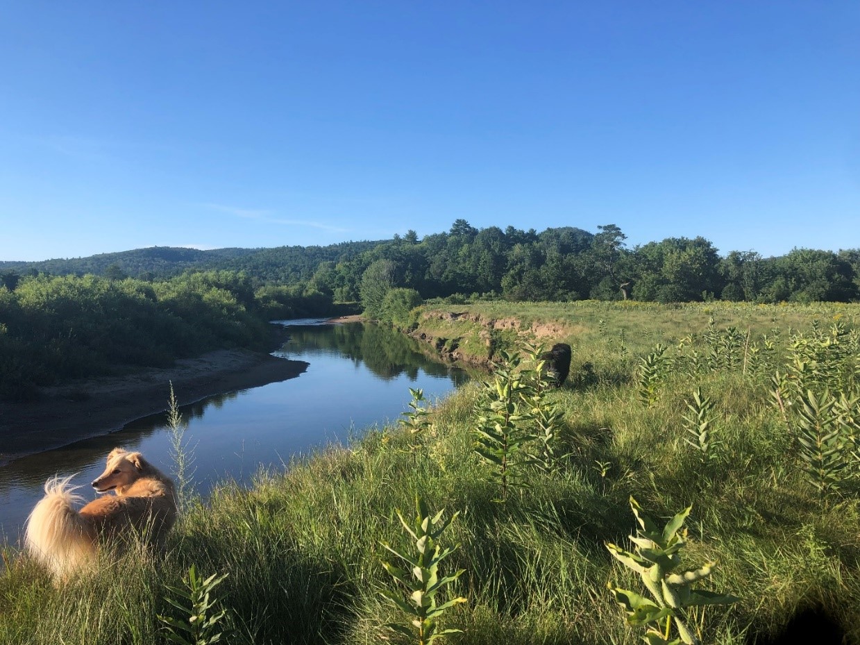 healthy riparian zone along a river