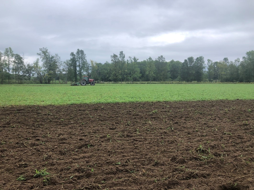field ready for cover crops
