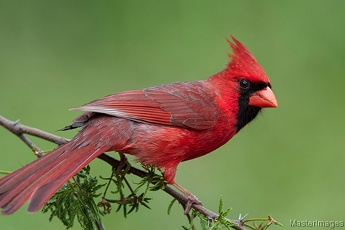 The 61st Annual Saranac Lake Christmas Bird Count