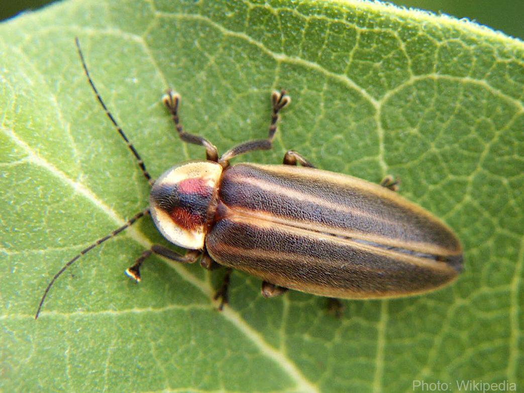 8 Interesting Things About Fireflies | Adirondack Council