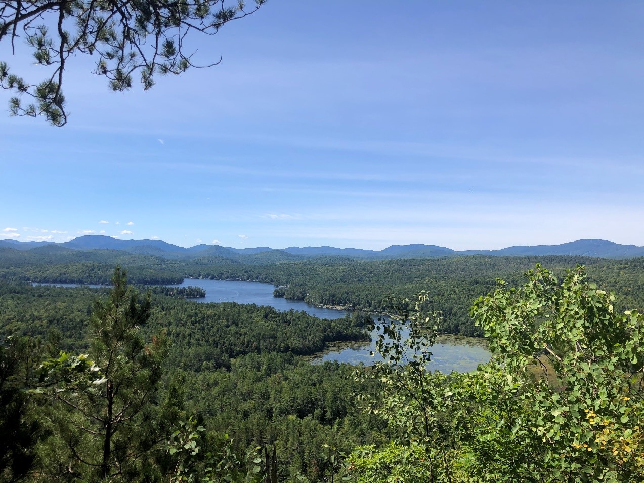 Forest of the Adirondacks