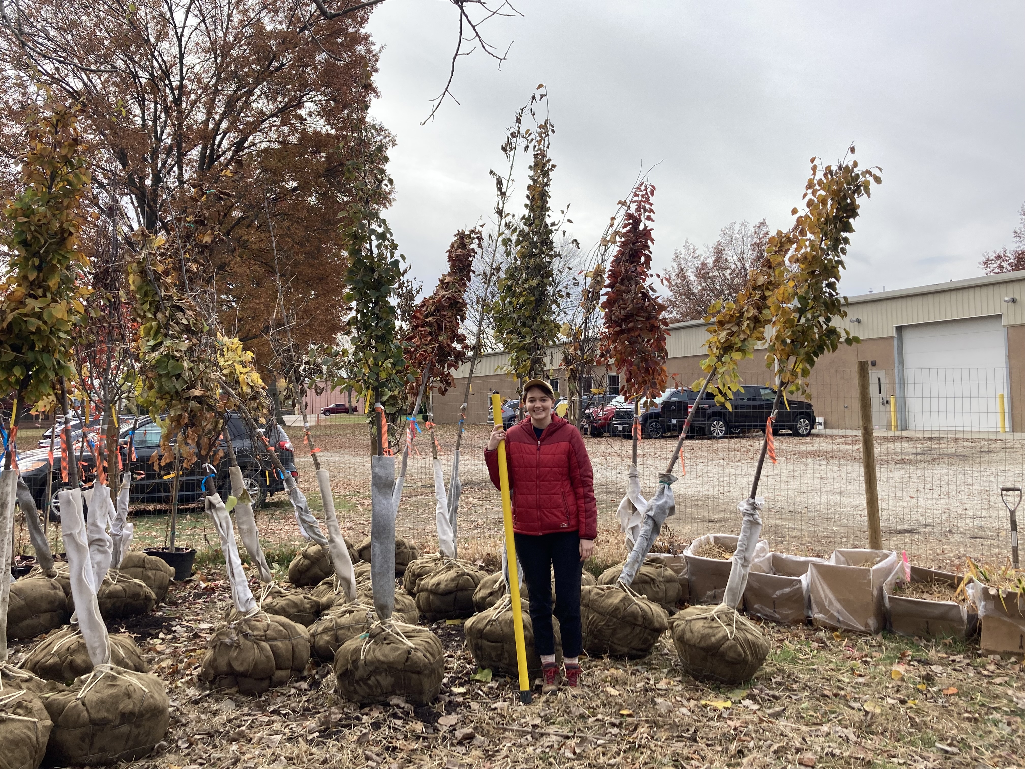 Getting ready to measure balled and burlapped trees before they are planted as urban street trees.