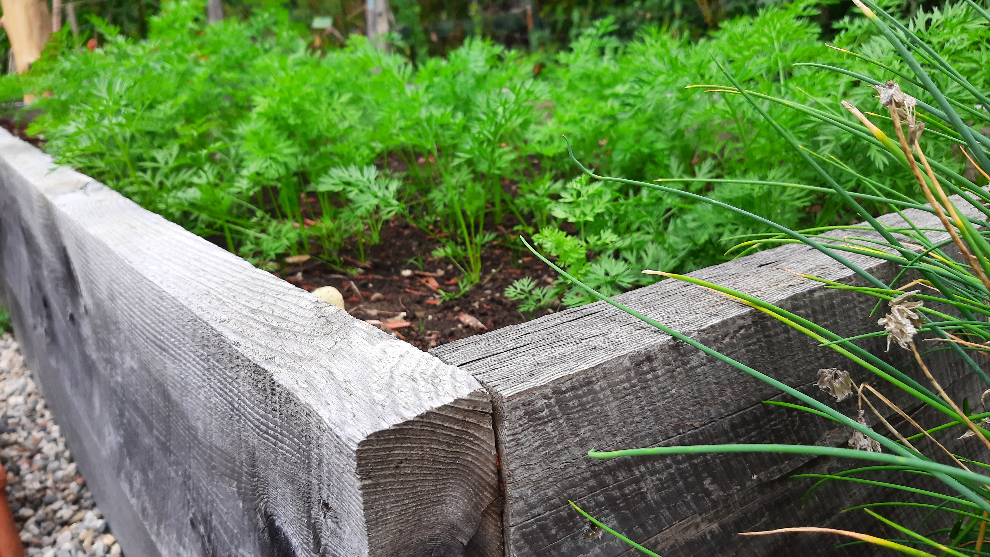 locally harvested and milled wood is used for raised garden beds