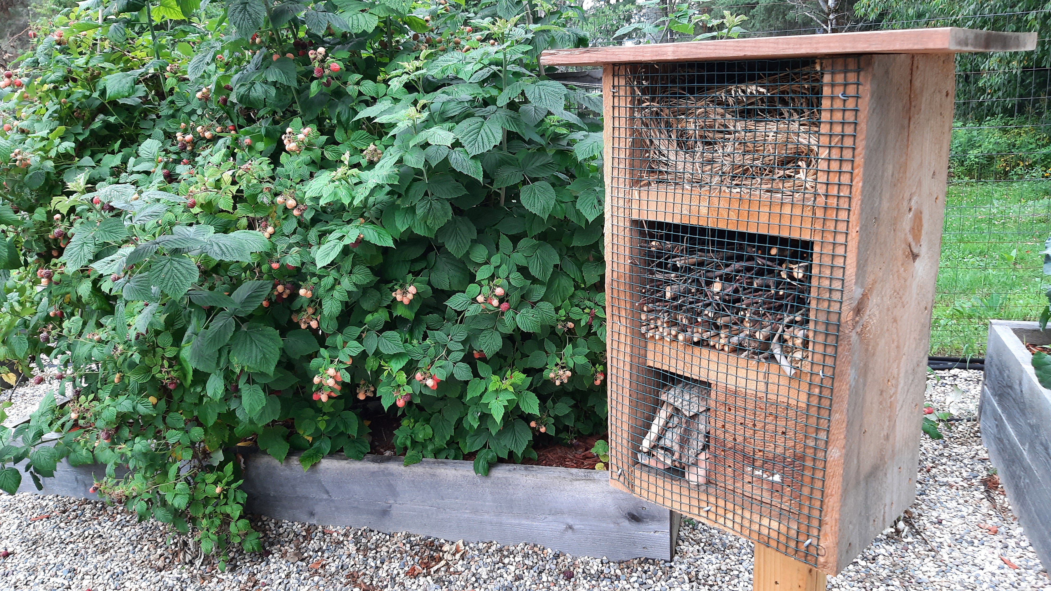 a bug hotel can offer native insects a safe place to live near garden plants