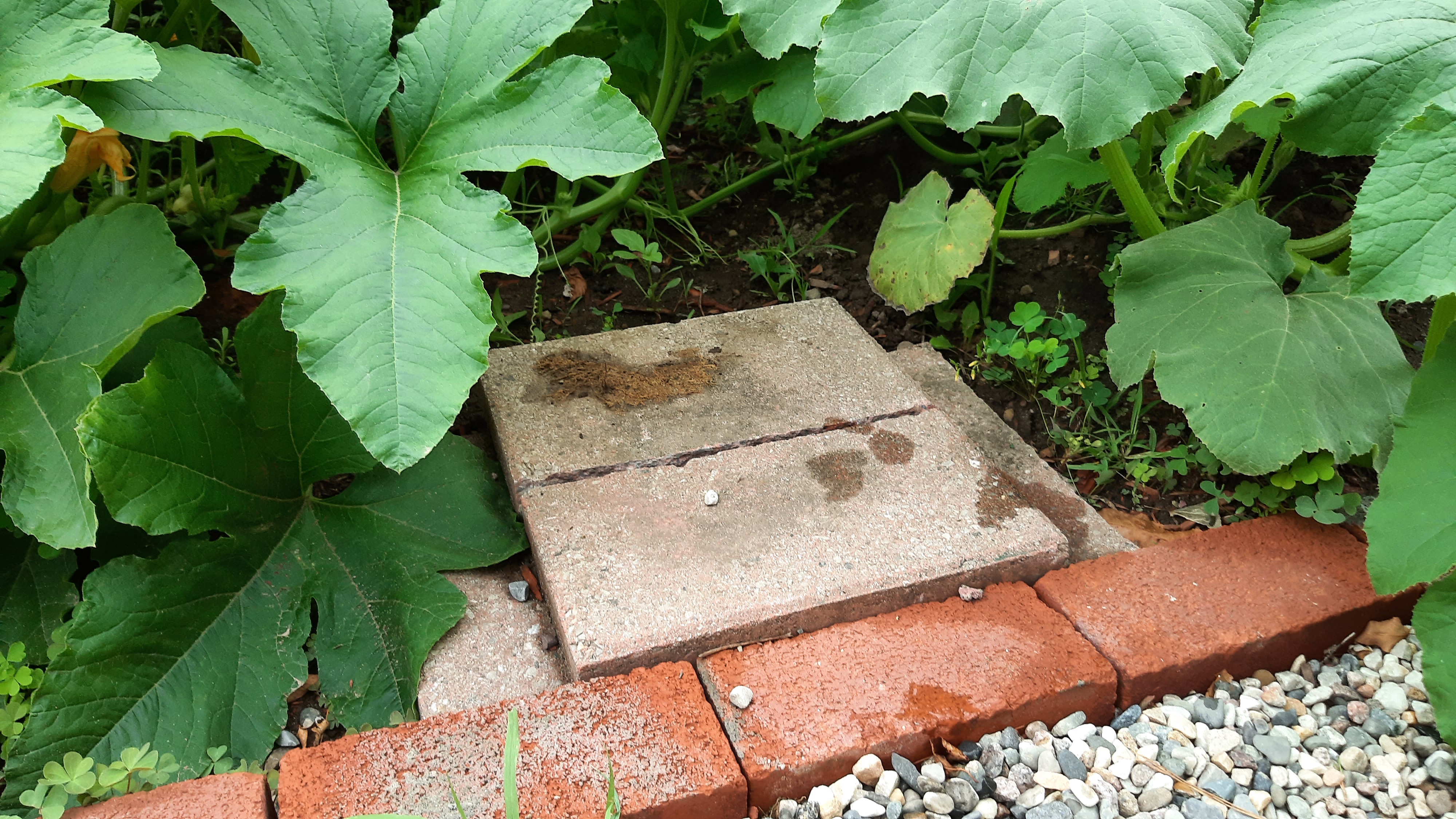 bricks used to make a small shelter in a garden for frogs or snakes