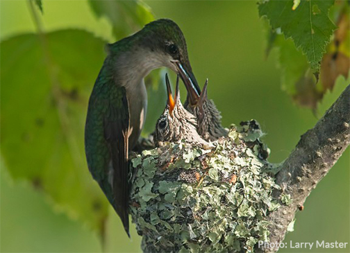 Uploaded Image: /vs-uploads/hummingbirds/Hummingbird_feeding2_LarryMaster.jpg