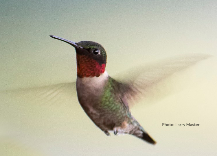 all about hummingbirds