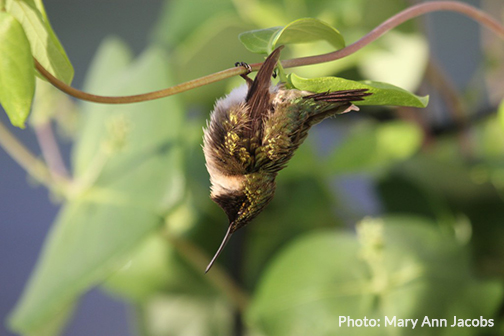 Where Do Hummingbirds Sleep When It Rains?  