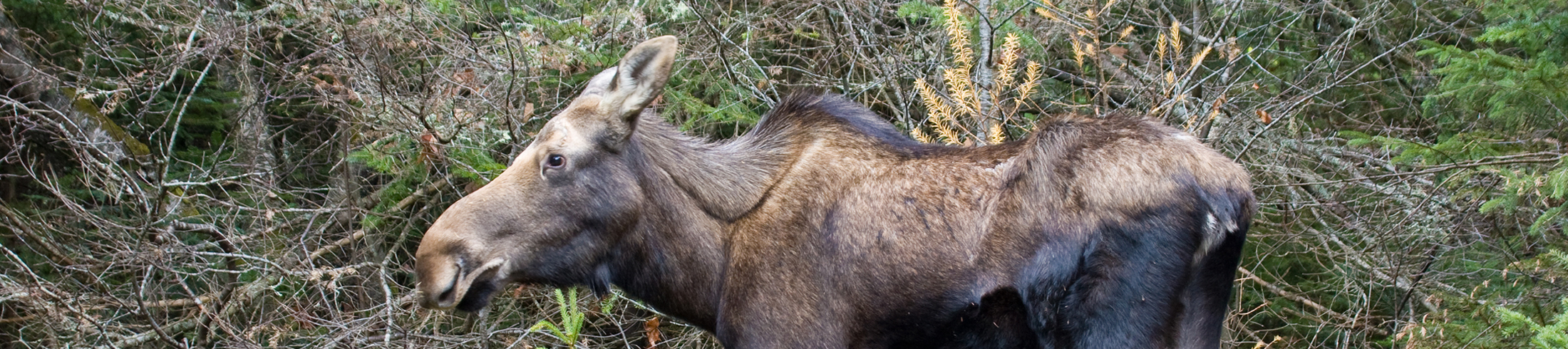 Wildlife Petition