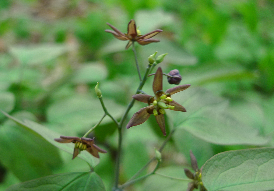 Uploaded Image: /vs-uploads/images/Blue Cohosh_small.jpg