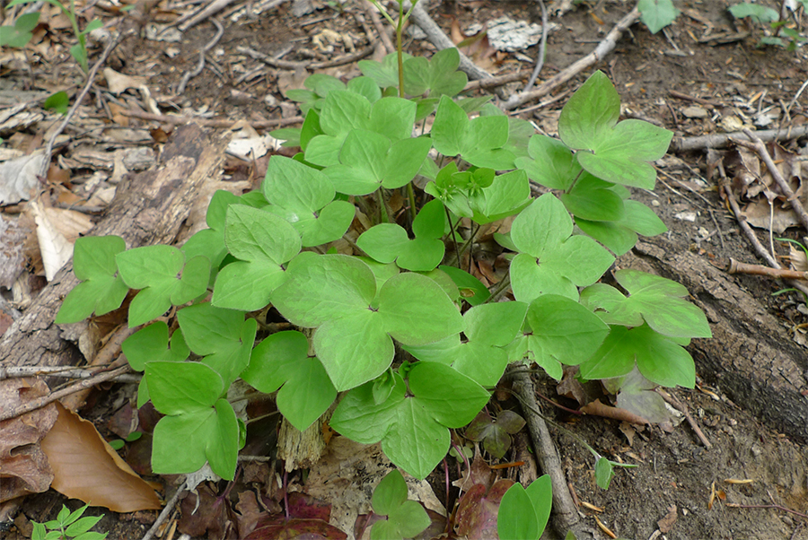 Uploaded Image: /vs-uploads/images/Hepatica leaves_small.jpg