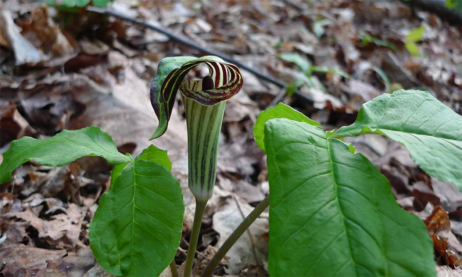 Uploaded Image: /vs-uploads/images/jack-in-the-pulpit_small.jpg