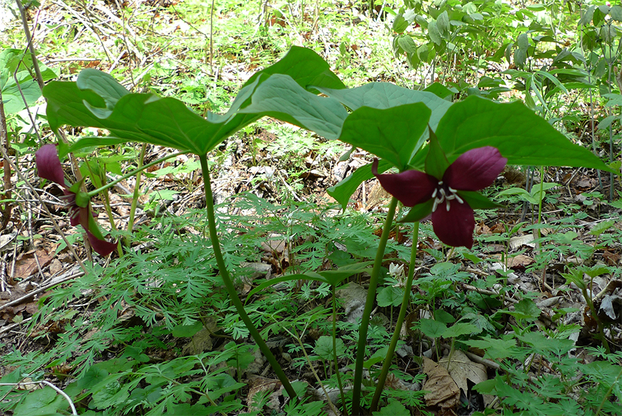 Uploaded Image: /vs-uploads/images/purple trillium_small.jpg