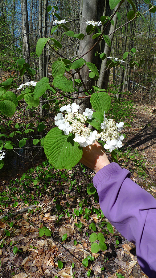 Uploaded Image: /vs-uploads/images/viburnum_Small.jpg