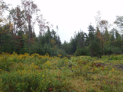 Forestry in the Adirondacks - Why it's Important
