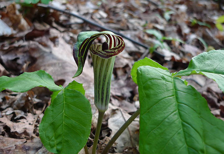 Uploaded Image: /vs-uploads/images/Jack in the Pulpit1.jpg