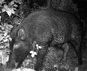 Uploaded Image: /vs-uploads/images/Eurasion Boar.jpg