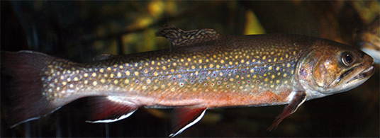 Uploaded Image: /vs-uploads/images/Brook trout_small_2.jpg