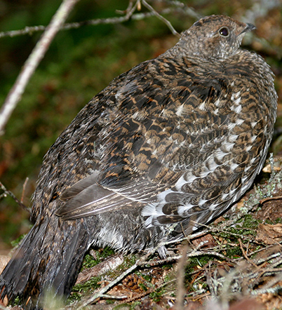 Uploaded Image: /vs-uploads/images/Spruce Grouse_small_2.jpg