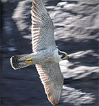 Peregrine Falcon Programs Bringing Back Adirondack Populations