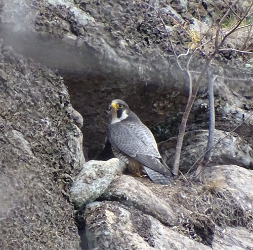 Uploaded Image: /vs-uploads/images/Peregrine_nest_Crane_Mtn_small.jpg