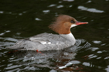 Uploaded Image: /uploads/images/common_merganser_small.jpg