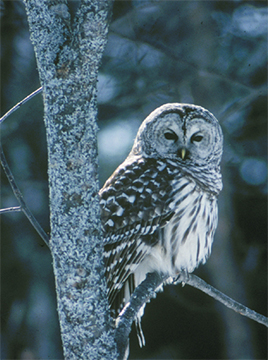 Uploaded Image: /uploads/images/Barred-Owl_cropped.jpg