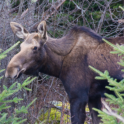 Why All-Terrain Vehicles and Wildlife Do Not Mix