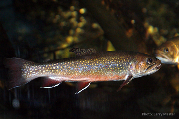 Fate of Brook Trout Tied to (March 27) Federal Budget Deadline