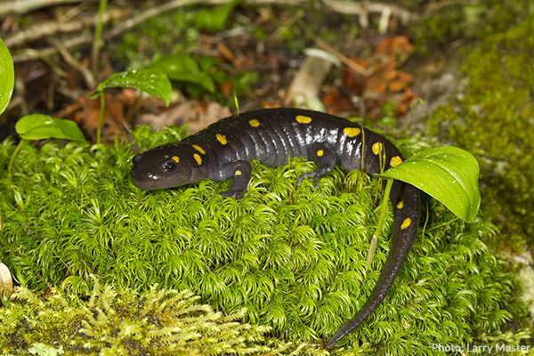 Uploaded Image: /vs-uploads/images/Spotted_Salamander_ADK.jpg