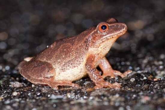 Uploaded Image: /vs-uploads/images/SpringPeeper_LarryMaster.jpg