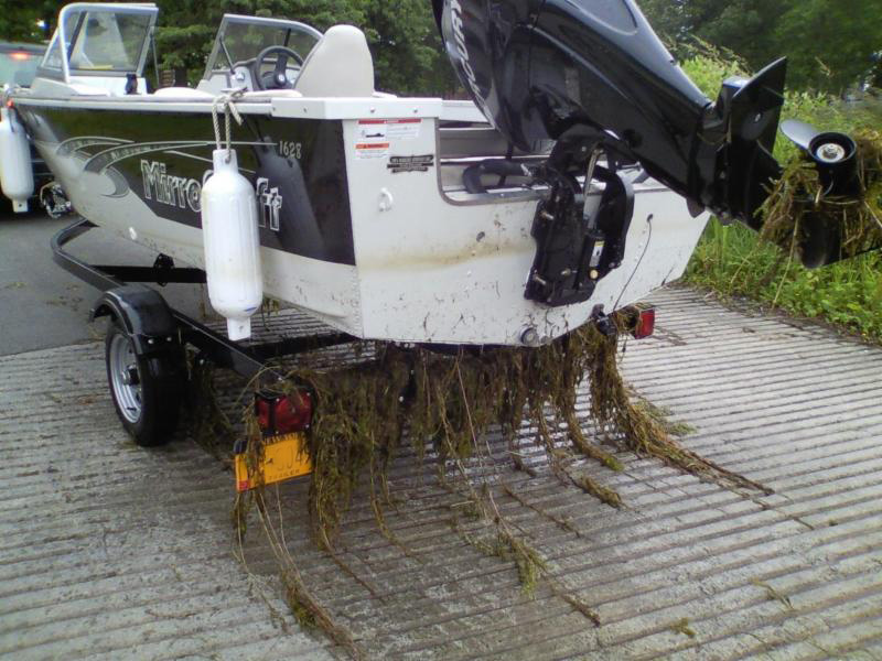 Uploaded Image: /vs-uploads/images/Boat_Wash_with_Plants.jpg