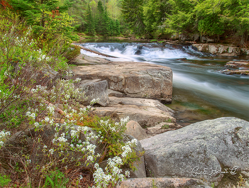 West Branch Ausable River