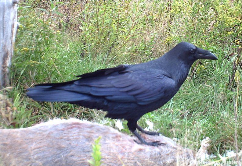 Raven - Larry Master