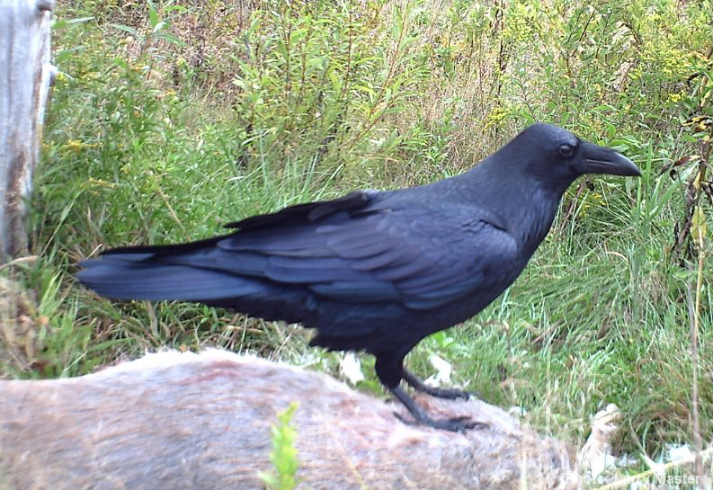 Birds in Black | About Crows and Ravens