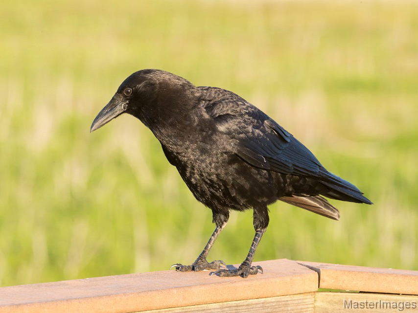 Birds in Black | About Crows and Ravens
