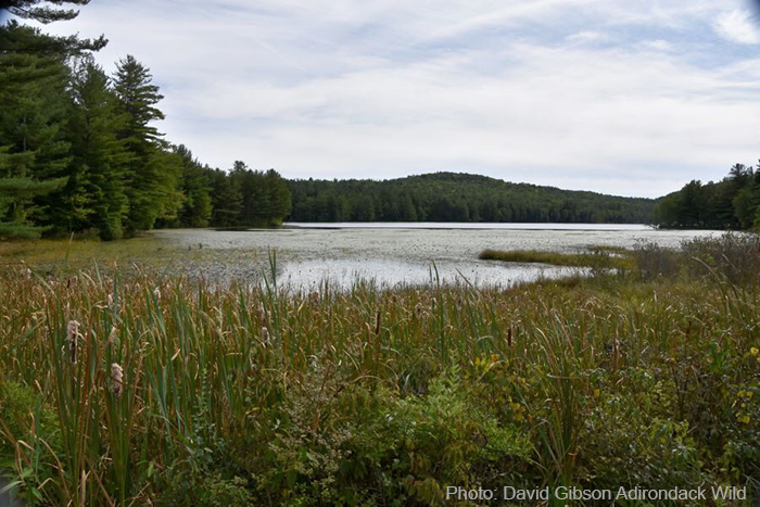 Uploaded Image: /vs-uploads/images/Woodward_Lake_Dave_Gibson_AdirondackWild.jpg