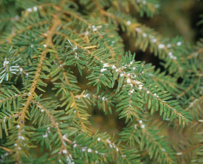 Uploaded Image: /vs-uploads/images/HemlockWoolyAdelgid_FB.jpg