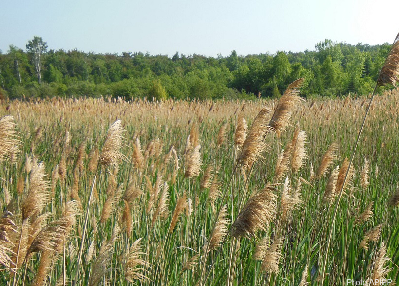 Phragmites - Photo by APIPP