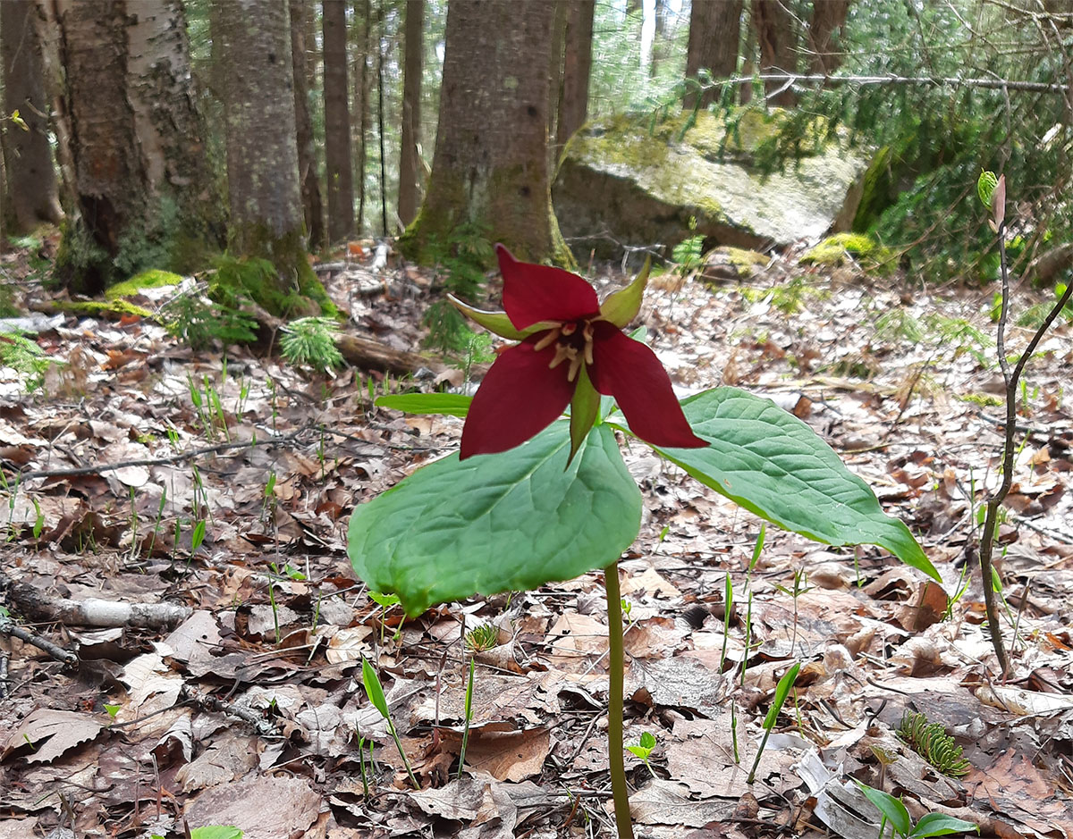 Red Trillium - Moose Pond Trail