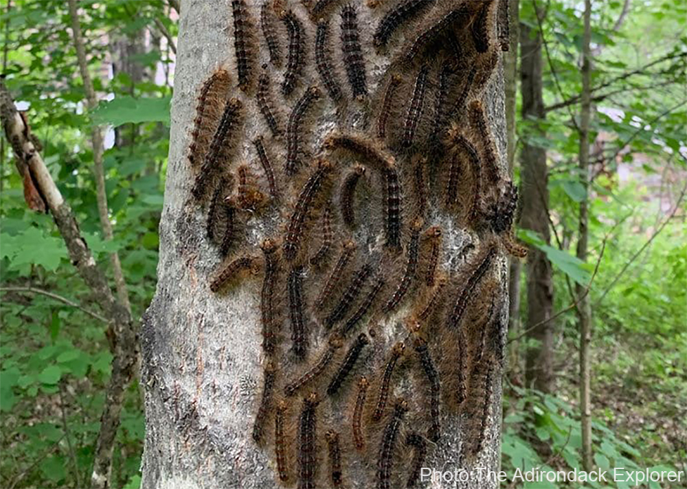 Gypsy Moth Caterpillars - Adirondack Explorer