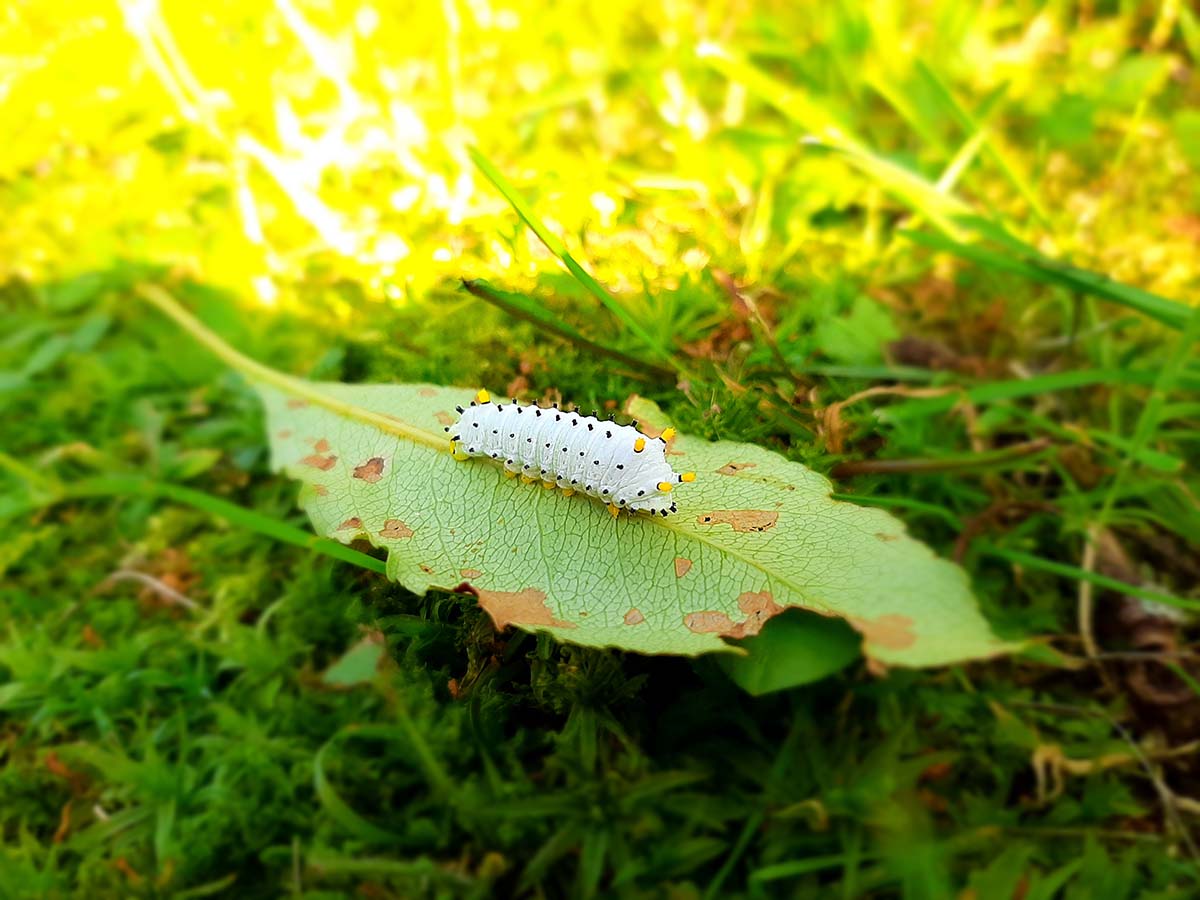 Caterpillars and the Butterflies or Moths They Become