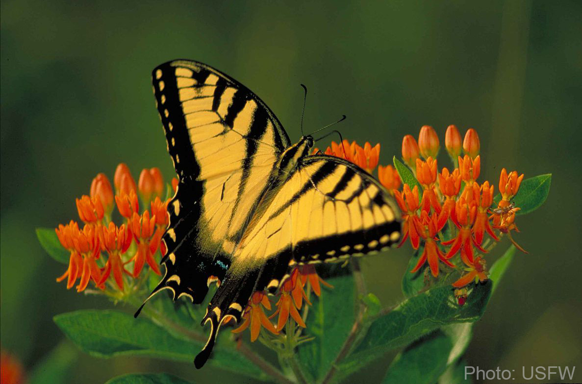 Uploaded Image: /vs-uploads/images/Swallowtail_USFW.jpg