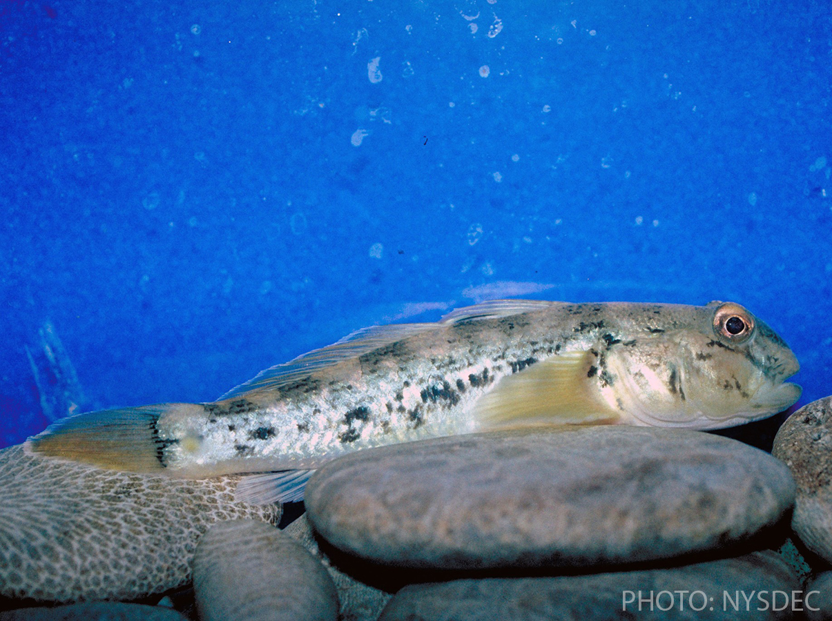 Round Goby